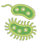 Cover Image of Herunterladen Bakterien: Arten, Infektionen 1.0.15 APK