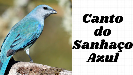Android application Canto Sanhaço Azul screenshort