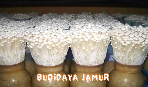 Cara Budidaya Jamur