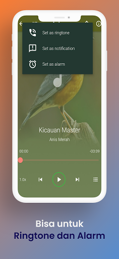 Suara Burung Anis Merah - Kicau Masteran Offline