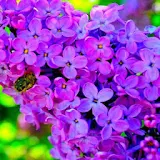 Lilac Flower Wallpaper HD icon