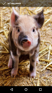 Adorable Pig Wallpapers