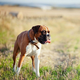 Boxer Dog HD Wallpapers icon