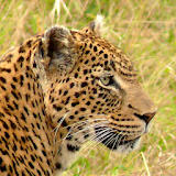 Masai Mara Safari Guide icon