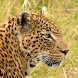 Masai Mara Safari Guide - Androidアプリ