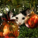 Cover Image of 下载 Advent Calendar Christmas Cats 1.5 APK