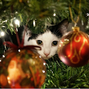 Advent Calendar Christmas Cats  Icon