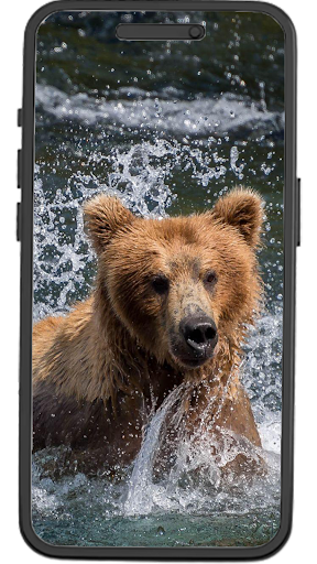 Android application Bear Wallpapers screenshort