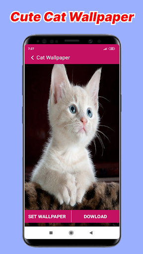 Cat Call You And Cat Wallpaper Screen 3