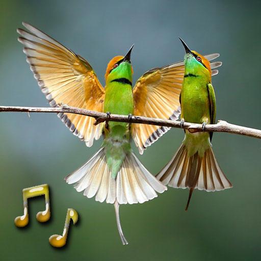 Birds Sounds  Icon