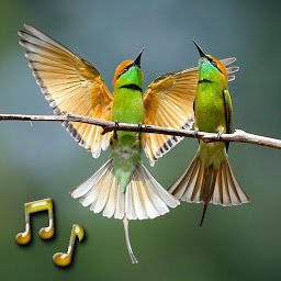 Imagen de ícono de Sonidos de pájaros