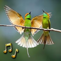 Звуки птиц