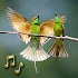 Birds Sounds