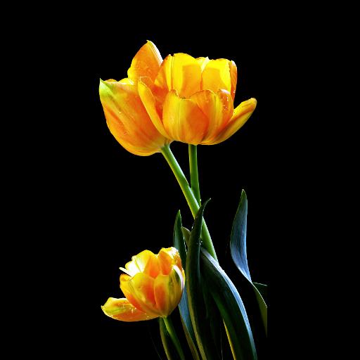 HD Flowers Live Wallpaper  Icon