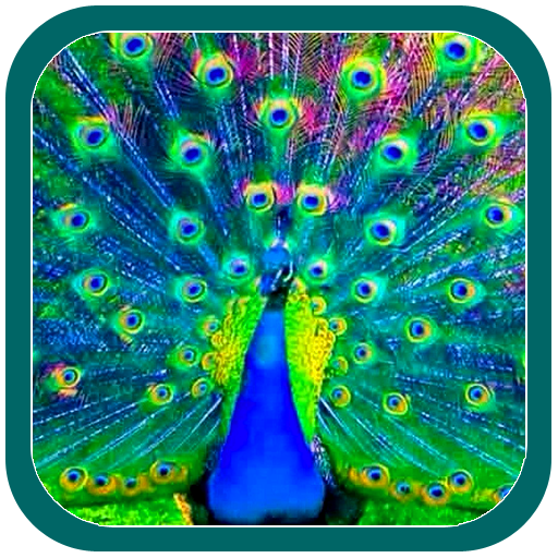 Beautiful Peacock Photoframes logo