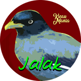 Jalak (Starling)  Masteran icon