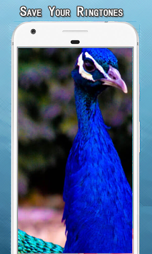 Peacock Sounds Ringtone Screen 3