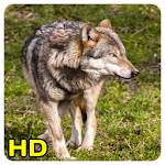 Cover Image of Télécharger Wolf wallpaper 1.7 APK