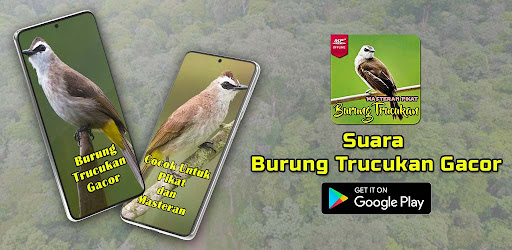 Android application Suara Burung Trucukan Gacor screenshort