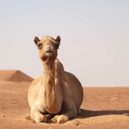 camel sounds logo
