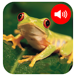 Cover Image of ダウンロード Frog Sounds 1.0.0 APK
