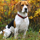 Beagle Wallpapers icon