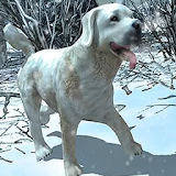 Life Of Snow Dog icon