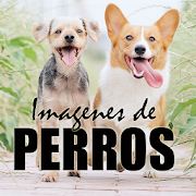 Imagenes de Perros con Frases