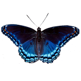 Butterfly simulator icon