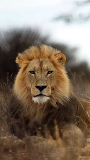 Android application Lion Wallpaper screenshort
