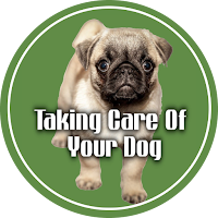 Taking care of your dog and th