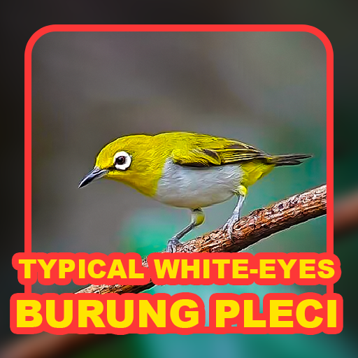 Koleksi Suara: Burung Pleci