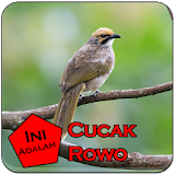 Kicau Cucak Rowo Gacors icon