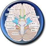 Cranial Nerves icon