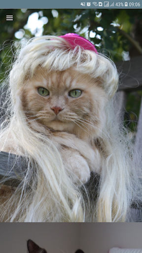 Cat Images Screen 2