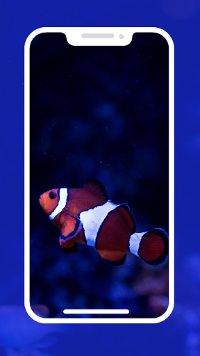 4K Clownfish Wallpapers