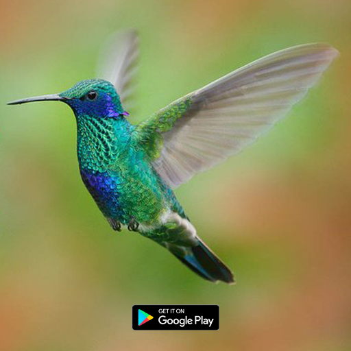 suara pikat burung kolibri logo