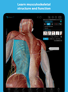 Captura de pantalla de músculos y kinesiología