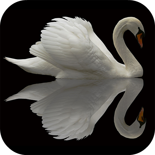 Swan Video Live Wallpaper logo