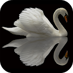 Cover Image of Herunterladen Swan Video Live Wallpaper  APK