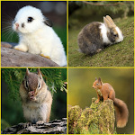 Cover Image of ดาวน์โหลด Rabbit, Squirrel Wallpapers  APK