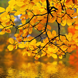 Autumn Landscape Wallpapers icon