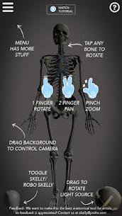 Skelly: Poseable Anatomy Model 2