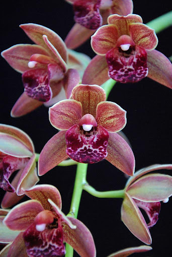 Cymbidium Orchid Wallpapers