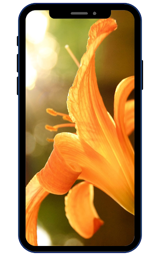 Android application Lily Wallpapers screenshort