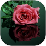 Cover Image of Télécharger Best Flowers And Roses Romanti  APK