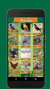 Birds & Animal Sounds