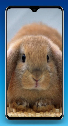 Guinea Pig Wallpaper HD Screen 3