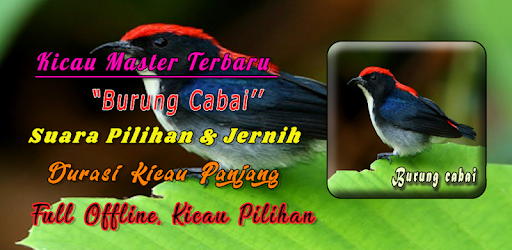 Suara Burung Cabai Pikat Mp3 Apps En Google Play