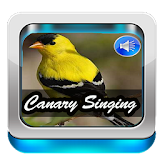 Canary Singing Birds Sounds icon